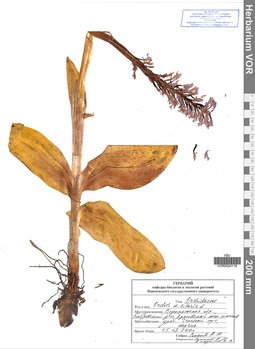 VOR 0024119