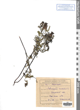 VOR 0019054