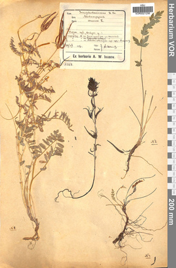VOR 0021256