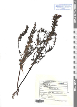 VOR 0021271