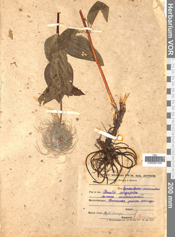 VOR 0001546