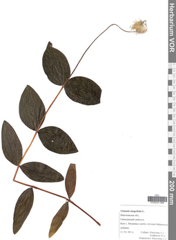 VOR 0001896