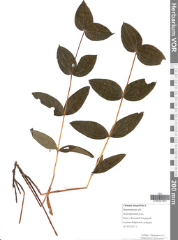 VOR 0001897