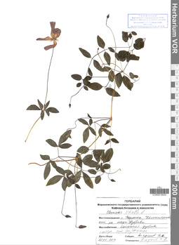VOR 0016930