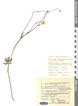 VOR 0001836
