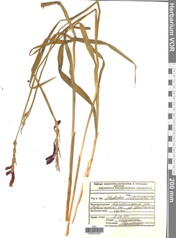 VOR 0024592