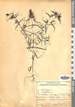 VOR 0021277