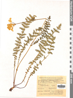 VOR 0005776