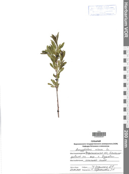 VOR 0006391
