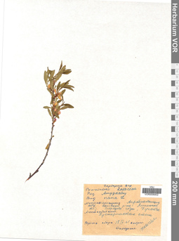 VOR 0006402