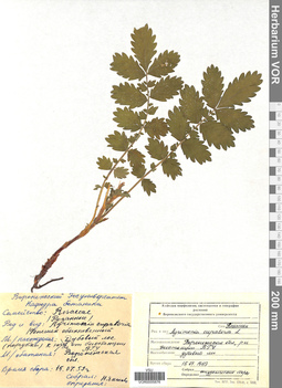 VOR 0005876