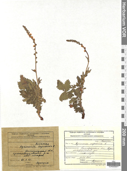 VOR 0005877
