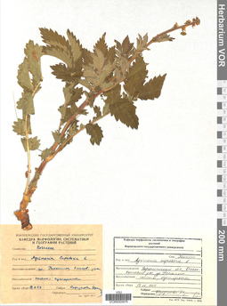 VOR 0005878