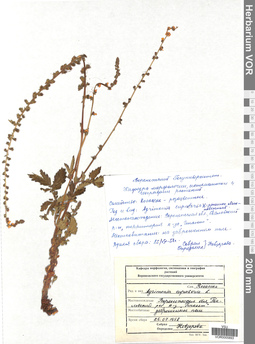 VOR 0005893