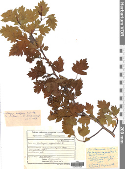 VOR 0004826