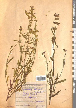 VOR 0018317