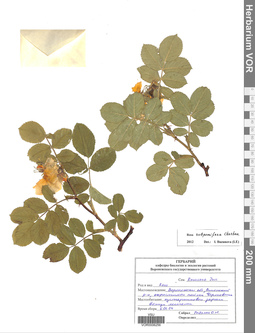 VOR 0006256