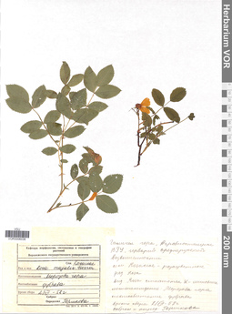 VOR 0006038
