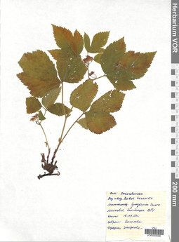 VOR 0005086