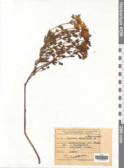 VOR 0008918