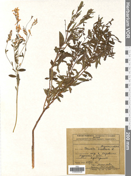 VOR 0009428