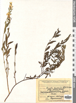 VOR 0009427