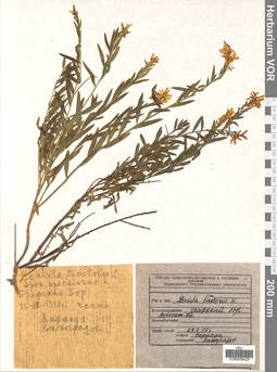 VOR 0009429