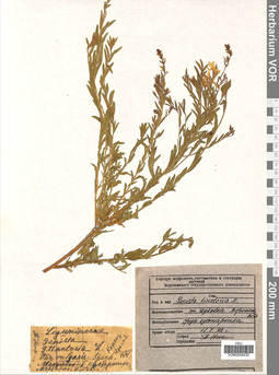VOR 0009430