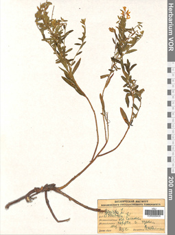 VOR 0009435