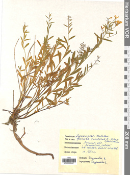 VOR 0009441