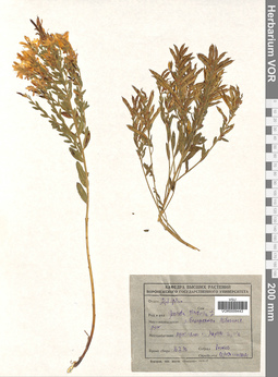 VOR 0009443