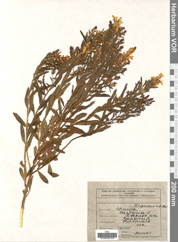 VOR 0009445