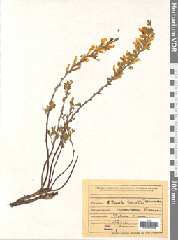 VOR 0009446