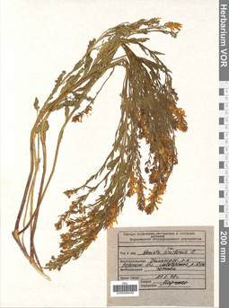 VOR 0009449