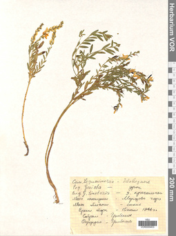 VOR 0009453