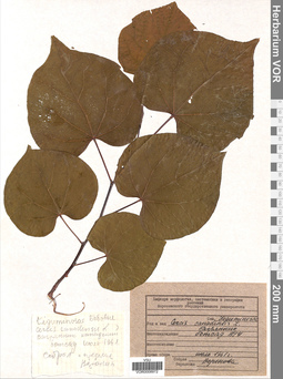VOR 0008972