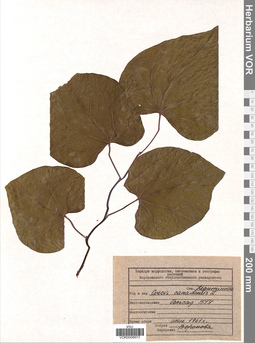 VOR 0008973