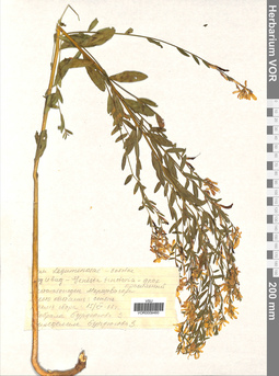 VOR 0009460