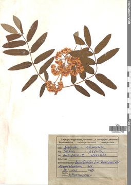 VOR 0004782