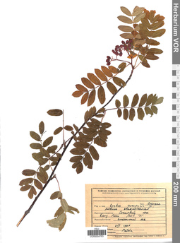 VOR 0004783