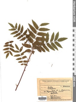 VOR 0004784