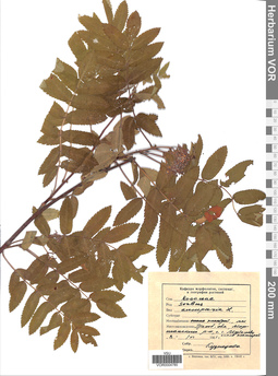 VOR 0004785