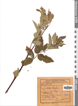 VOR 0004786