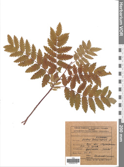 VOR 0004787