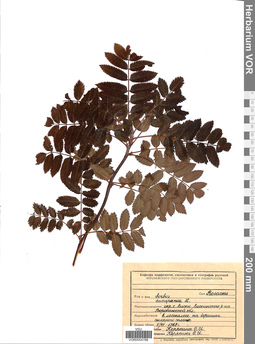 VOR 0004788