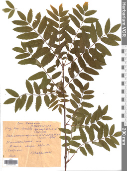 VOR 0004789