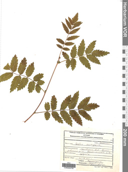 VOR 0004790