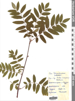 VOR 0004791