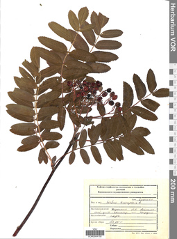 VOR 0004792
