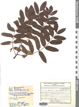 VOR 0004793